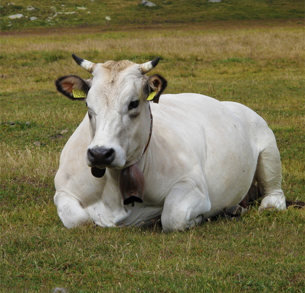 Image of free range Piedmontese cattle resting in pasture