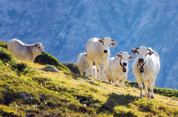 Image of free range Piedmontese cattle standing in pasture